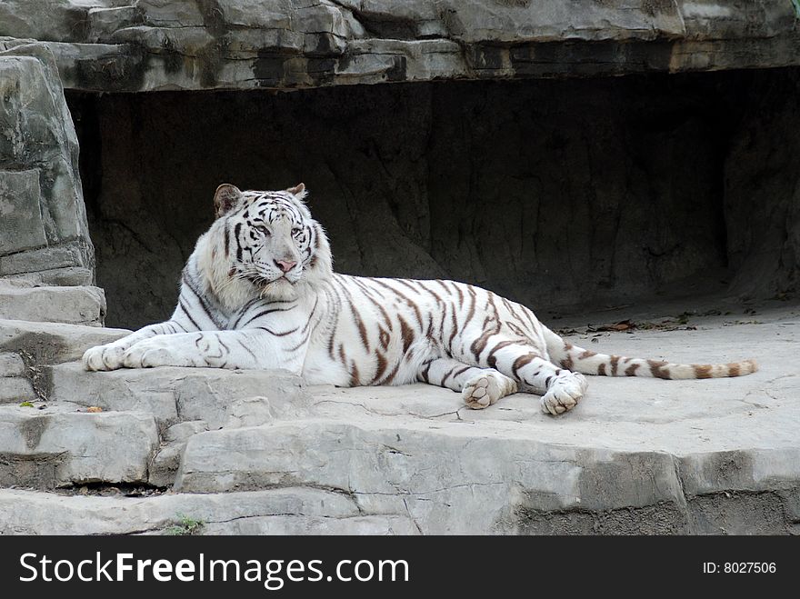 There was a white tiger lying on a rock,its face toward the camera.