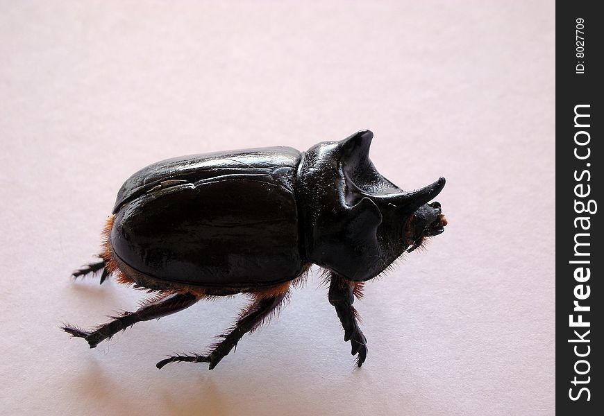 Huge And Hairy Beetle