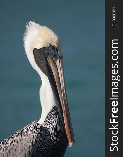 Fun loving pelican waiting to be fed