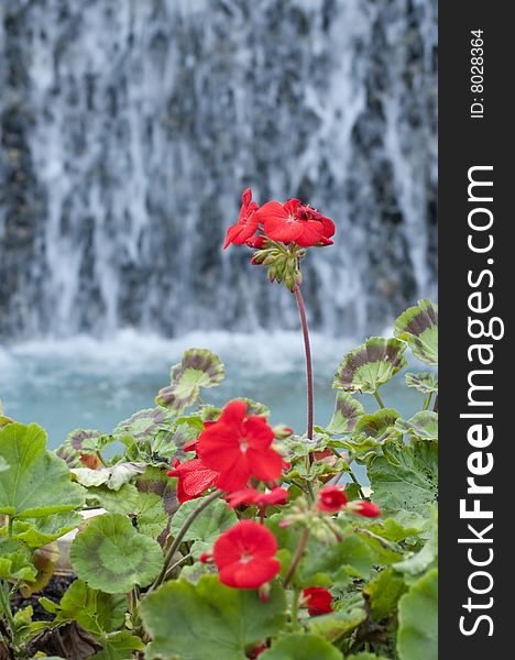Red Flowers With Waterfall
