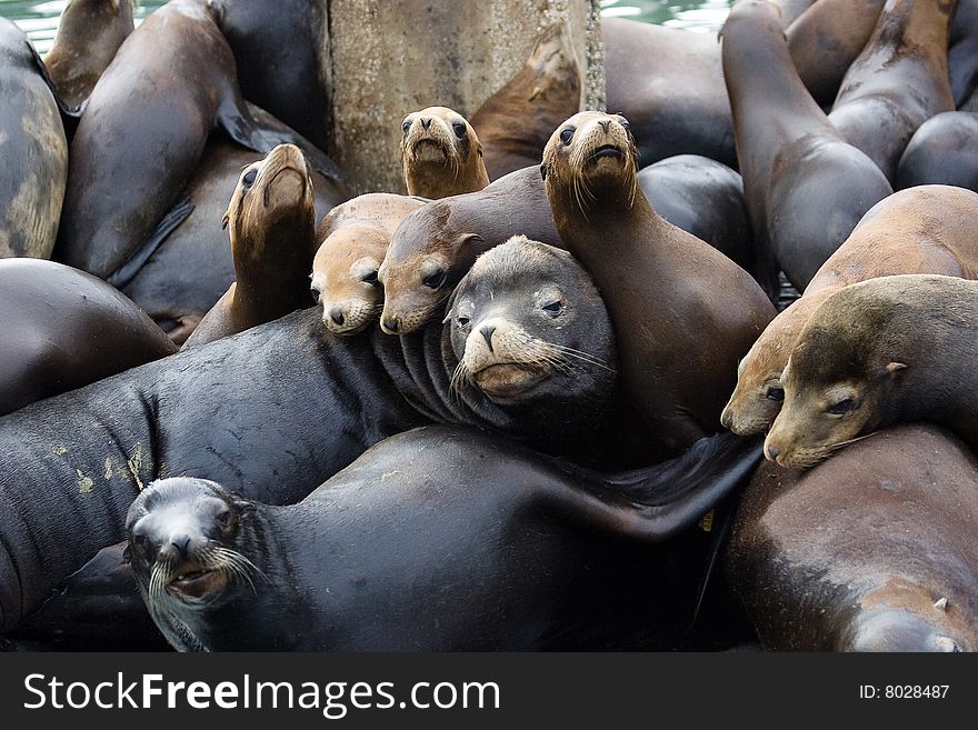 Sealion family sleepng on a pier. Sealion family sleepng on a pier