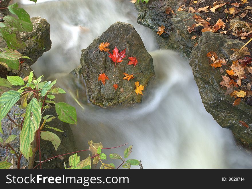 Autumn leaves on rock in stream. Autumn leaves on rock in stream.