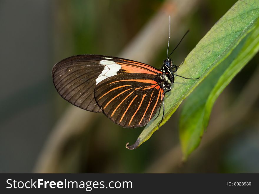 Piano Key Butterfly (Heliconius Melpomene).