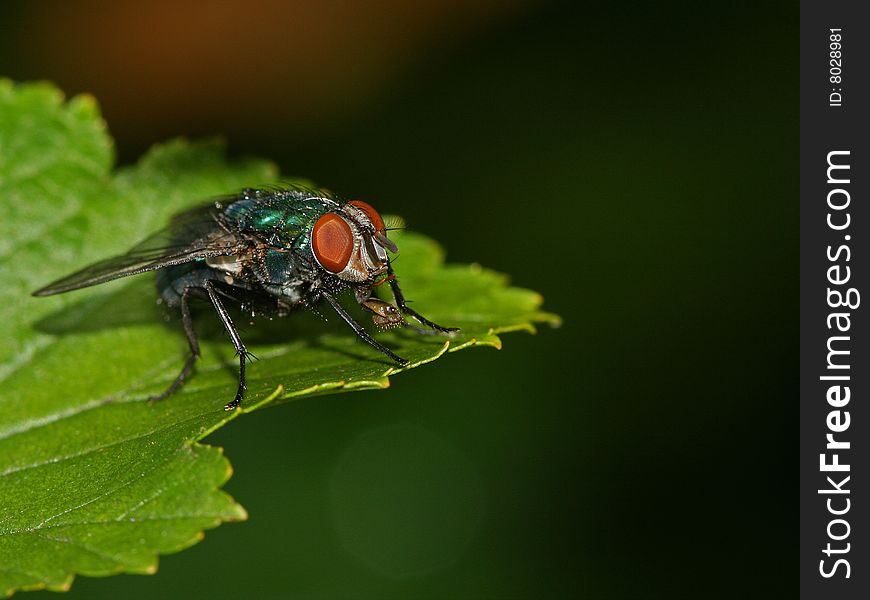 Fly siting on green leaf. Fly siting on green leaf