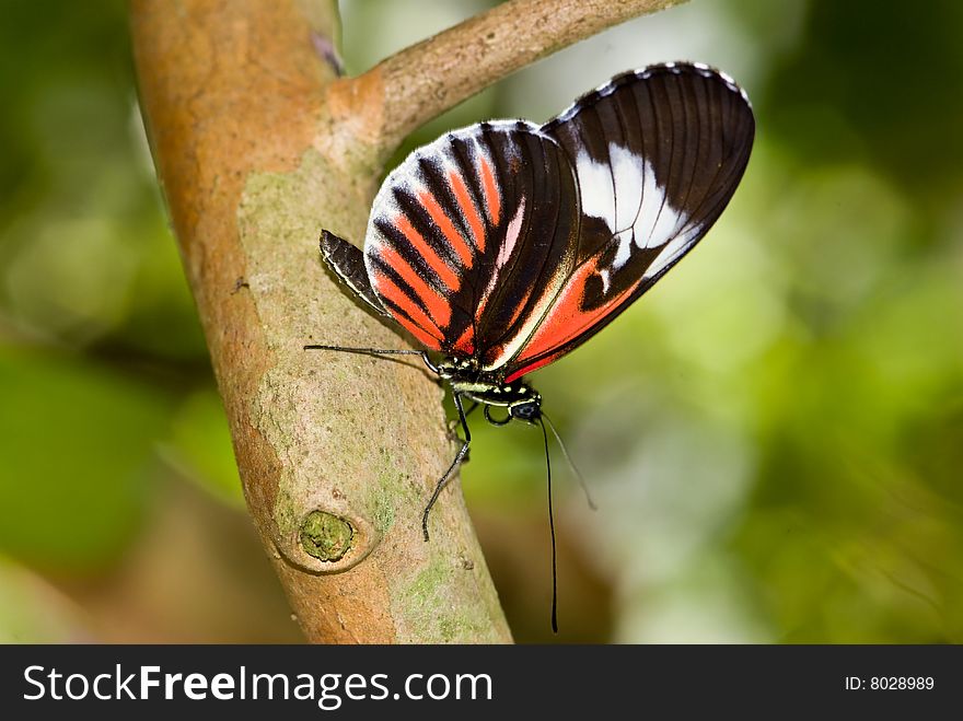 Piano Key butterfly (Heliconius melpomene).