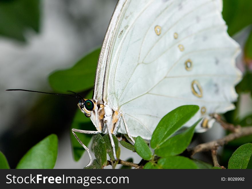 White Morpho Butterfly (Morpho Polyphemus)