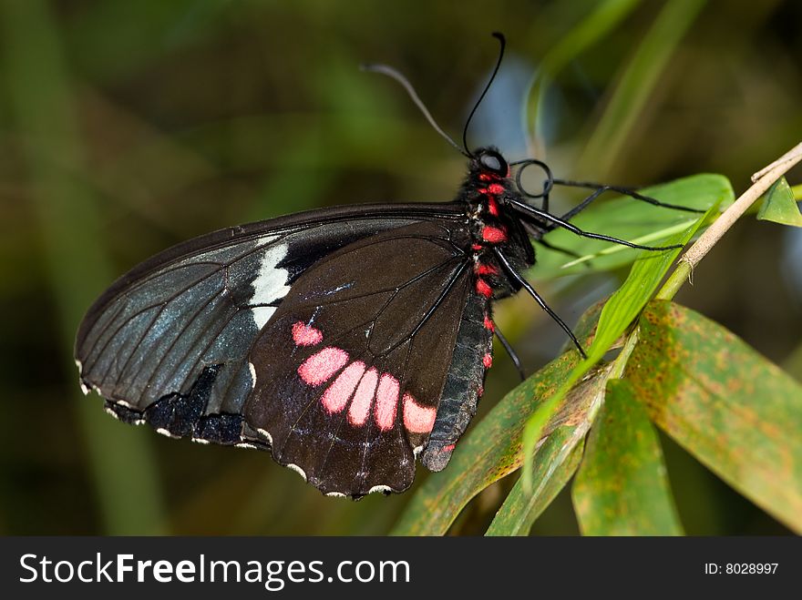 Closeup Butterfly