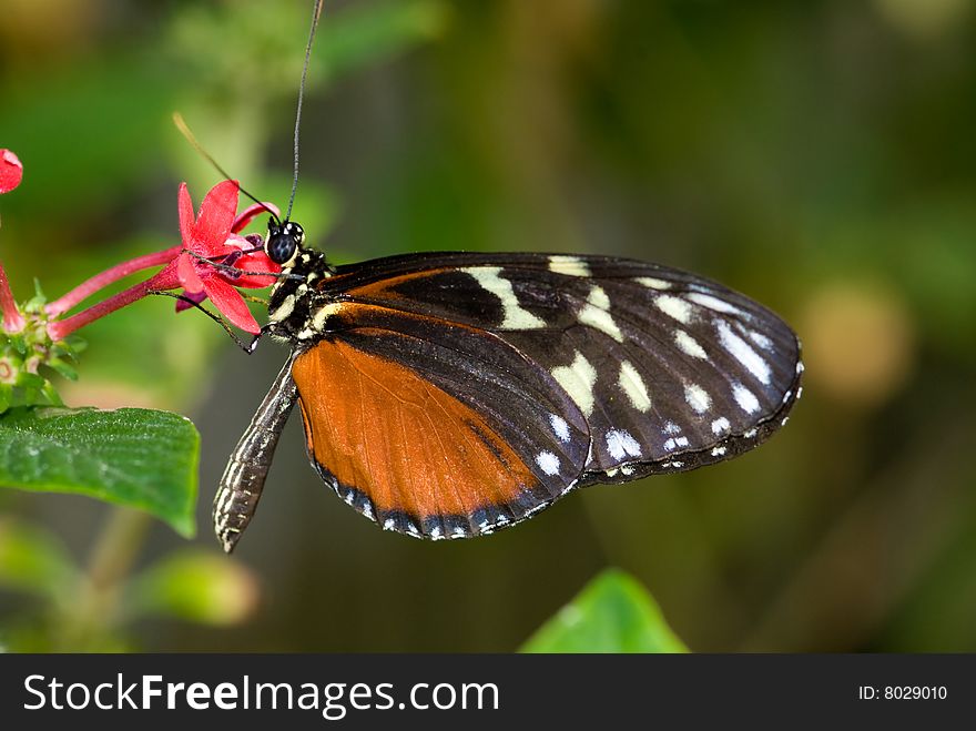 Closeup of a male Common Mechanitis Butterfly (Mechanitis isthmia) Butterfly Lightbox: