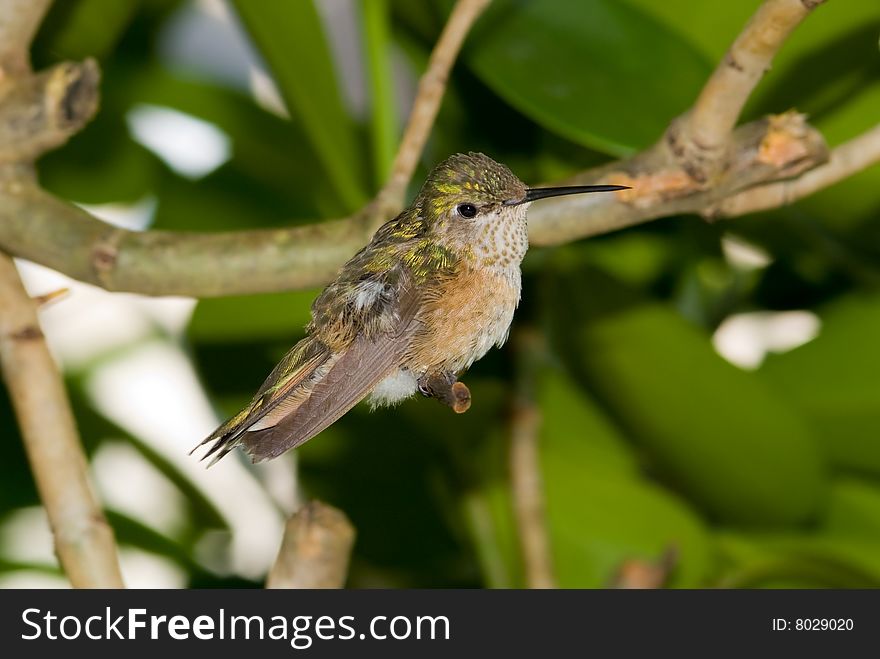 Hummingbird purched on branch in garden.