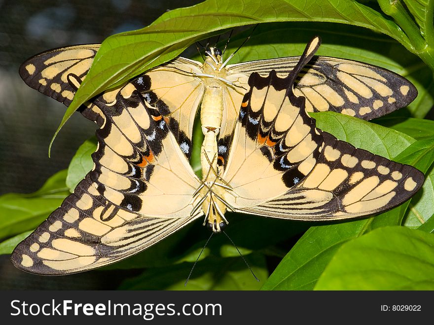 Mating Swallowtail Butterfly (Papilio cresphonte)