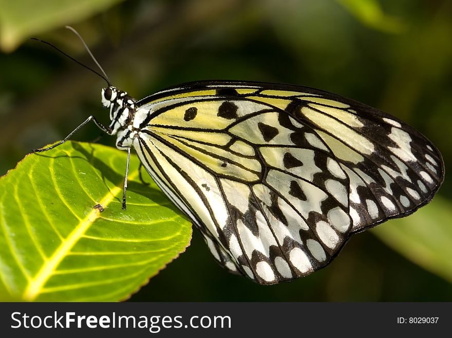 Tree Nymph Butterfly (Idea Leuconoe)