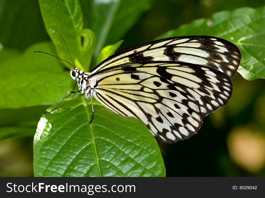 Tree Nymph Butterfly (Idea Leuconoe). 

Butterfly Lightbox:
http://www.dreamstime.com/lightbox_det.php?id=287094

The Tree Nymph Butterfly is a black, white and yellow butterfly that also goes under the names Rice Paper Butterfly, Paper Kite Butterfly and Wood Nymph. The Tree Nymph Butterfly (to use it's proper name) originates from Southeast Asia 

          Scientific classification 
Kingdom: Animalia
 Phylum: Arthropoda
  Class: Insecta
   Order: Lepidoptera
    Suborder: Ditrysia
     Superfamily: Papilionoidea
      Family: Papilionidae
       Subfamily: Papilioninae
        Tribe: Troidini
         Genus: Trogonoptera, 
                    Troides  
                    Ornithoptera