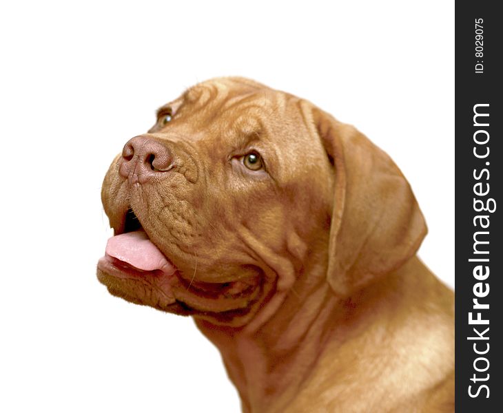 A portrait of the Mastiff from Bordeaux on a white background. A portrait of the Mastiff from Bordeaux on a white background.