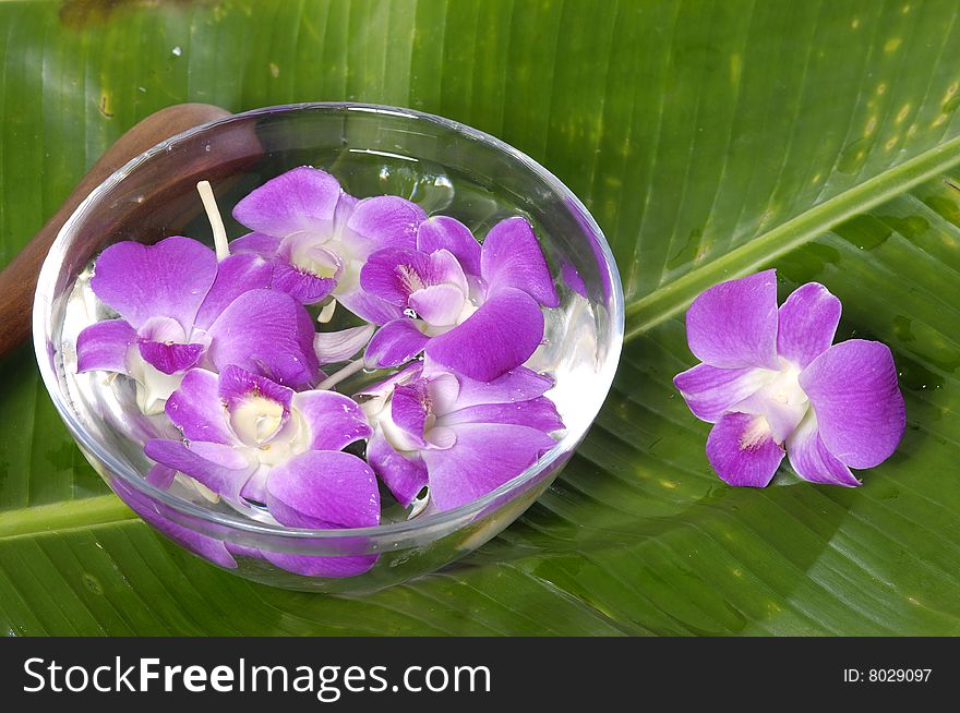 Spa objects on white background. Spa objects on white background