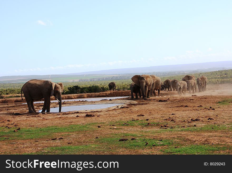 A herd of elephants approaching a waterhole with a young bull waiting for them. A herd of elephants approaching a waterhole with a young bull waiting for them