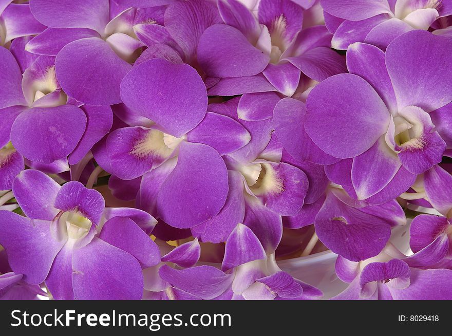 Close-up of pink orchid