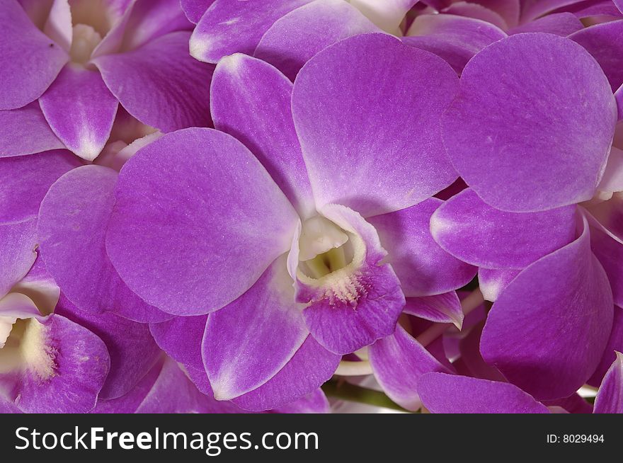 Close-up of pink orchid