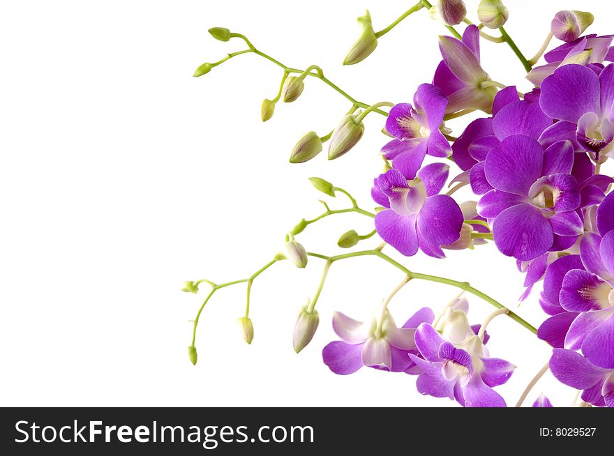 Beautiful purple orchid on white. Beautiful purple orchid on white