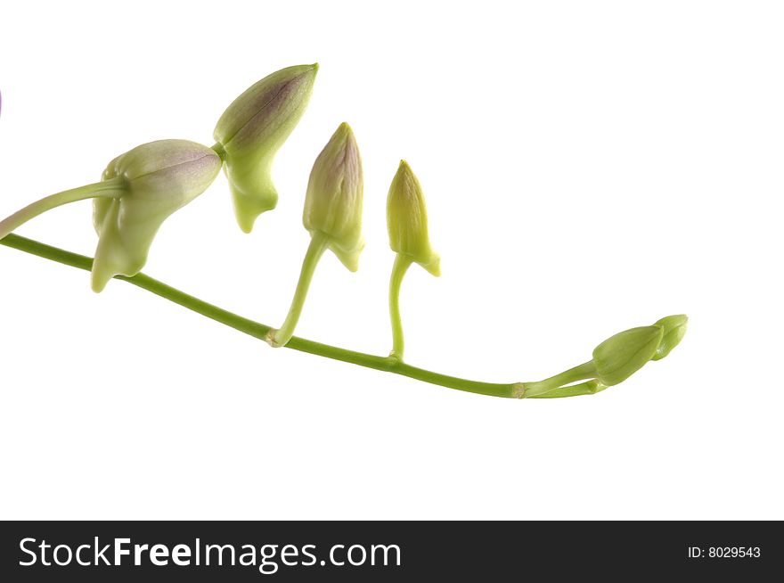 Green bud isolated on white