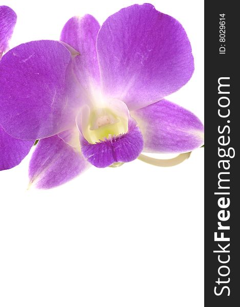 Beautiful purple orchid on white. Beautiful purple orchid on white