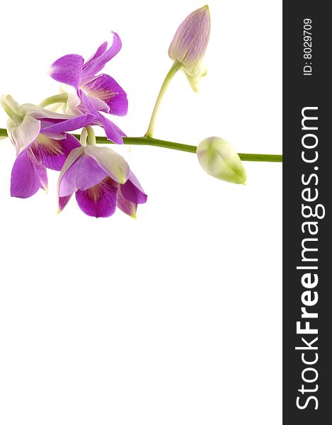 Beautiful purple orchid on white. Beautiful purple orchid on white