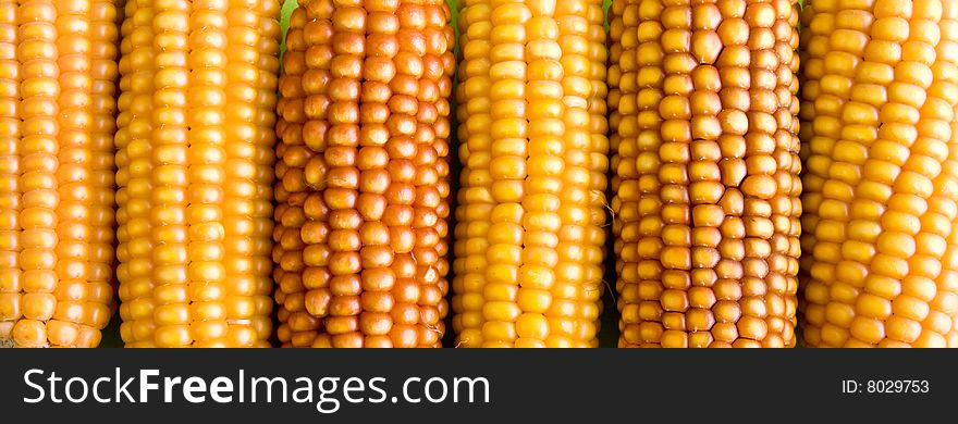 Corn close-up making background texture pattern