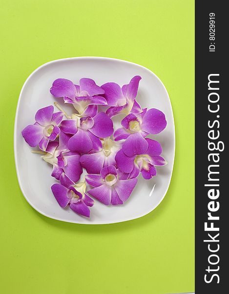 Beautiful purple orchid on white. Beautiful purple orchid on white