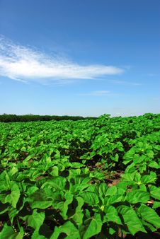Green Field Over Cloudy Sky Royalty Free Stock Image Green Field Over Cloudy Sky Royalty Free Stock Image