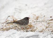 Dark-eyed Junco Stock Photo Dark-eyed Junco Stock Photo