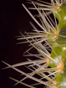 Prickles Of Cactus 01 Stock Photos Prickles Of Cactus 01 Stock Photos