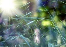 Green Grass Meadow Royalty Free Stock Images Green Grass Meadow Royalty Free Stock Images