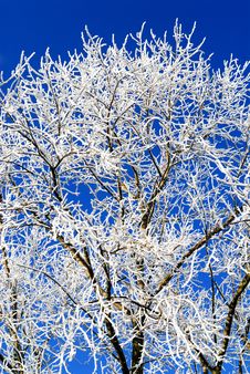 Winter Tree Stock Photos Winter Tree Stock Photos