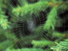 Spider S Web - 1 Royalty Free Stock Photos