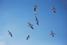 Seagulls Royalty Free Stock Photography