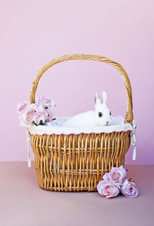 White Bunny In A Basket Royalty Free Stock Photography White Bunny In A Basket Royalty Free Stock Photography