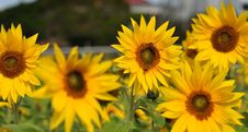 SunFlower With Bees Royalty Free Stock Photo