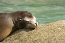 Seal Basking In Sun Royalty Free Stock Photo Seal Basking In Sun Royalty Free Stock Photo