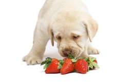 Puppy With A Strawberry. Stock Photography
