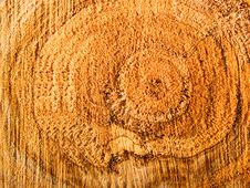 Cut Of A Tree Close Up Stock Photo