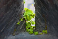 Ivy Sprout At The Loophole. Royalty Free Stock Images Ivy Sprout At The Loophole. Royalty Free Stock Images