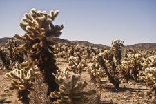 Cholla Cactus Garden Royalty Free Stock Photos