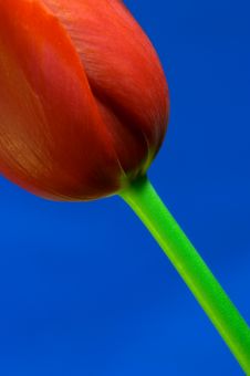 Image Of Red Tulip Against Vivid Blue Royalty Free Stock Photos Image Of Red Tulip Against Vivid Blue Royalty Free Stock Photos