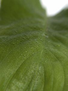 Green Leaf Royalty Free Stock Photo