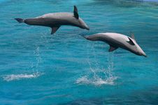 Bottlenose Dolphins Two Jumping Stock Photos Bottlenose Dolphins Two Jumping Stock Photos