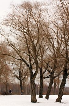 Trees In Wintry Park Royalty Free Stock Photo Trees In Wintry Park Royalty Free Stock Photo