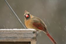 Snow Covered Female Cardinal Stock Photo