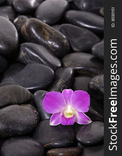 Beautiful purple orchid and black stone. Beautiful purple orchid and black stone