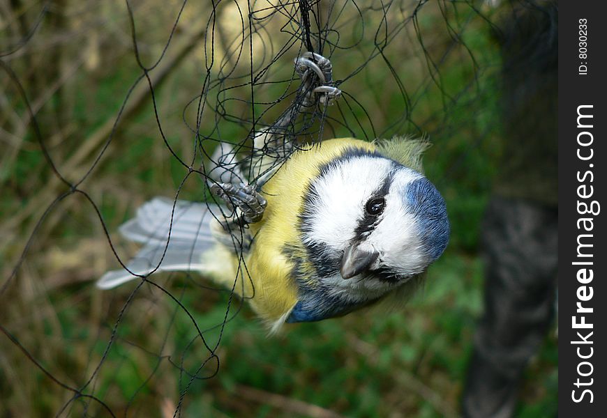 Blue tit neted for ringing