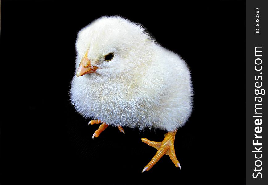 A new-born chicken is ready to study the world