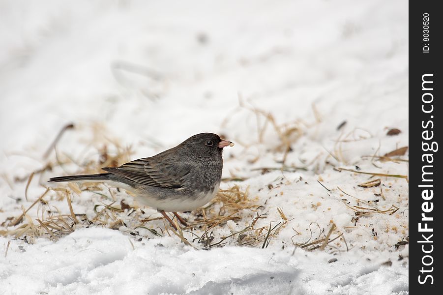 Dark-eyed junco feeding on seeds in the snow